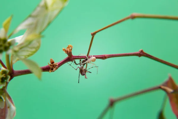 Spider Plant Eating Praying Mantis Light Green Background — Stock Photo, Image
