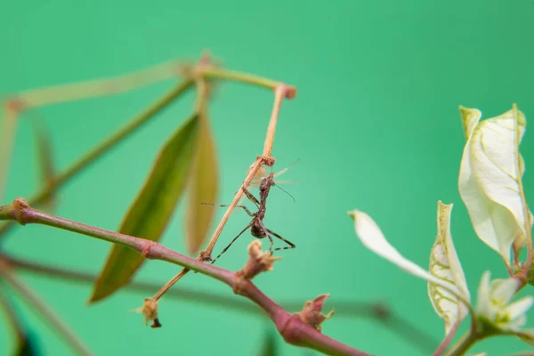 Bitkinin Üzerindeki Bir Örümcek Açık Yeşil Arkaplan Ile Peygamberdevesini Yiyor — Stok fotoğraf
