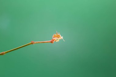 Açık yeşil bir arka planı olan, bitkinin üzerinde yürüyen bir böcek..