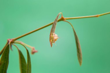 Açık yeşil bir arka planı olan, bitkinin üzerinde yürüyen bir böcek..