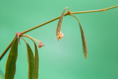 Açık yeşil bir arka planı olan, bitkinin üzerinde yürüyen bir böcek..