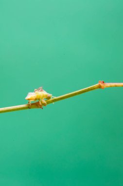 Açık yeşil bir arka planı olan, bitkinin üzerinde yürüyen bir böcek..
