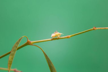 Açık yeşil bir arka planı olan, bitkinin üzerinde yürüyen bir böcek..