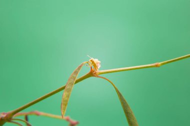 Açık yeşil bir arka planı olan, bitkinin üzerinde yürüyen bir böcek..
