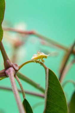 Açık yeşil bir arka planı olan, bitkinin üzerinde yürüyen bir böcek..