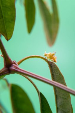 Açık yeşil bir arka planı olan, bitkinin üzerinde yürüyen bir böcek..