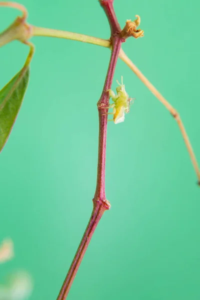 Insecte Farineux Marchant Sur Une Plante Avec Fond Vert Clair — Photo