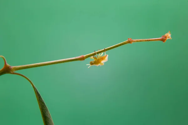 Açık Yeşil Bir Arka Planı Olan Bitkinin Üzerinde Yürüyen Bir — Stok fotoğraf