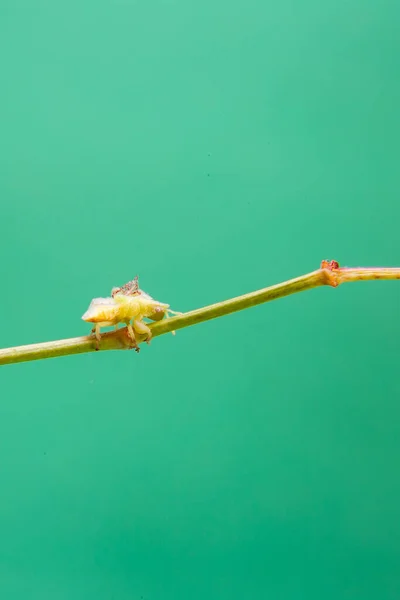 Insecte Farineux Marchant Sur Une Plante Avec Fond Vert Clair — Photo