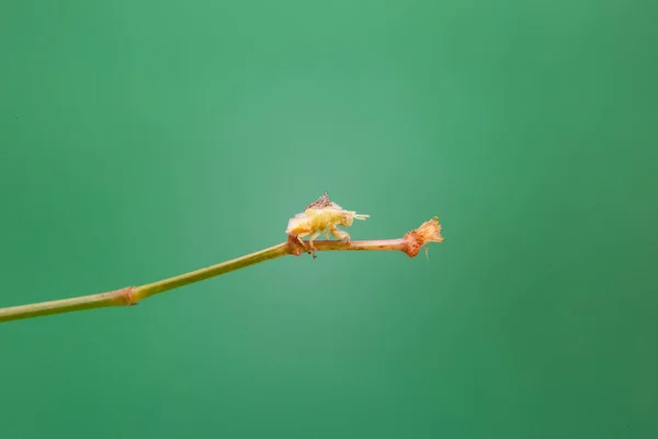Egy Növényen Sétáló Mealy Bug Világoszöld Háttérrel — Stock Fotó