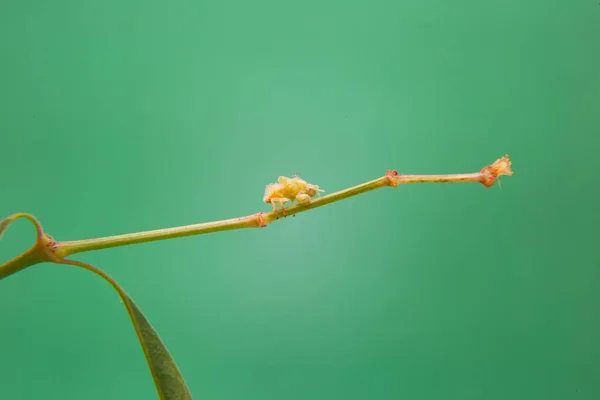 Egy Növényen Sétáló Mealy Bug Világoszöld Háttérrel — Stock Fotó