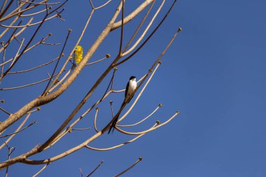 A bird (Tyrannus savana) perched on a leafless tree branch with the blue sky in the background. 