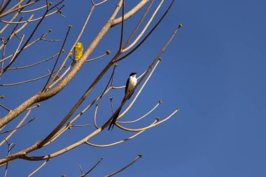 A bird (Tyrannus savana) perched on a leafless tree branch with the blue sky in the background. 