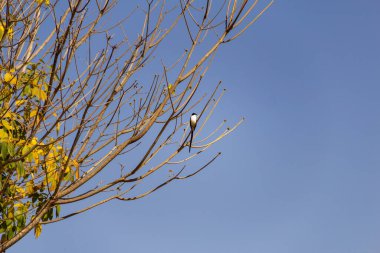 A bird (Tyrannus savana) perched on a leafless tree branch with the blue sky in the background. 
