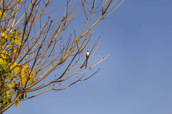 Bird Tyrannus Savana Perched Leafless Tree Branch Blue Sky Background — Stock Photo, Image