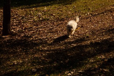 A white furry dog walking on the dry leaves of a public park.