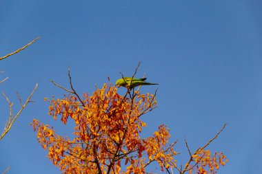 A green parakeet perched on a flowering mulungu branch, feeding, with blue sky in the background.