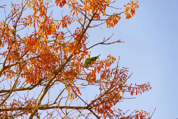 Green Parakeet Perched Flowering Mulungu Branch Feeding Blue Sky Background — Stock fotografie