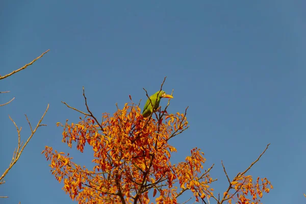 Green Parakeet Perched Flowering Mulungu Branch Feeding Blue Sky Background — Zdjęcie stockowe