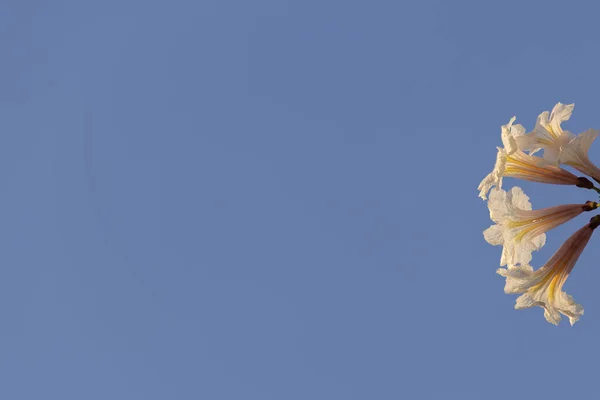 Detalj Blommande Vit Ipe Med Blå Himmel Bakgrunden — Stockfoto