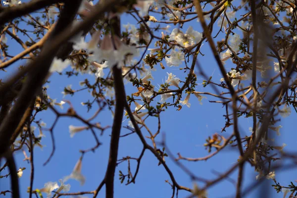 Detalle Ipe Blanco Floreciente Con Cielo Azul Fondo —  Fotos de Stock