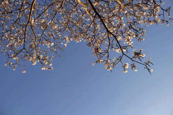 Detail Eines Blühenden Weißen Schlips Mit Blauem Himmel Hintergrund — Stockfoto