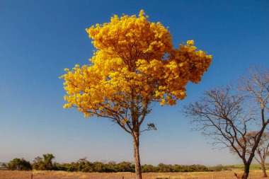Sarı ipe, tipik bir Brezilya Cerrado ağacı. Handroanthus albusu.