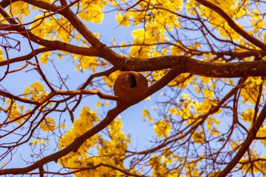 Gois eyaletinde yolun kenarındaki sarı çiçekli bir ipe. Sarı ip, tipik bir Brezilya Cerrado ağacı. Handroanthus albusu.
