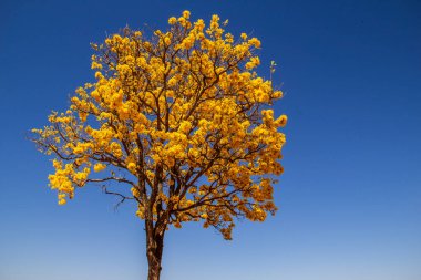 Goias eyaletinde yolun kenarında sarı çiçekli bir ipe. Sarı ip, tipik bir Brezilya Cerrado ağacı. Handroanthus albusu.