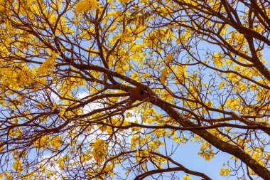  Joao de Barro's (Furnarius rufus) nest on a branch of a yellow flowered ipe. (Handroanthus albus) clipart