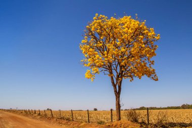 Goias eyaletinde yolun kenarında sarı çiçekli bir ipe. Sarı ipe, tipik bir Brezilya Cerrado ağacı. Handroanthus albusu.