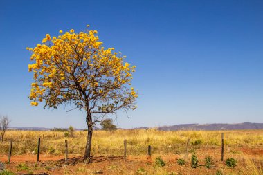 Goias eyaletinde yolun kenarında sarı çiçekli bir ipe. Sarı ipe, tipik bir Brezilya Cerrado ağacı. Handroanthus albusu.