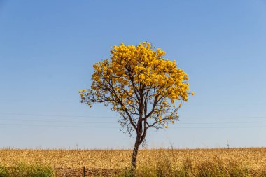Goias eyaletinde yolun kenarında sarı çiçekli bir ipe. Sarı ipe, tipik bir Brezilya Cerrado ağacı. Handroanthus albusu.