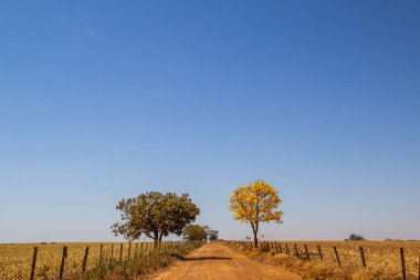 Çiçekli sarı bir ipe ve Gois eyaletinde yolun kenarında bir başka ağaç. Sarı ip, tipik bir Brezilya Cerrado ağacı. Handroanthus albusu.