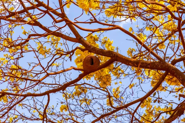 Joao Barro Furnarius Rufus Hnízdo Větvi Žlutě Kvetoucího Tampónu Handroanthus — Stock fotografie