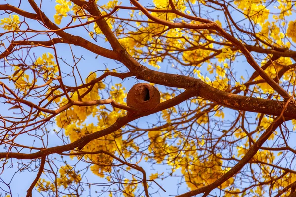 Joao Barro Furnarius Rufus Hnízdo Větvi Žlutě Kvetoucího Tampónu Handroanthus — Stock fotografie