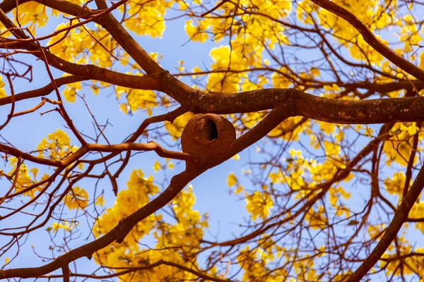 Gois Eyaletinde Yolun Kenarındaki Sarı Çiçekli Bir Ipe Sarı Tipik — Stok fotoğraf