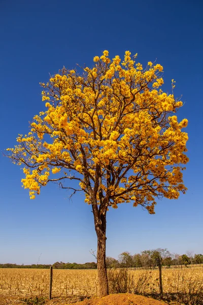 Goias eyaletinde yolun kenarında sarı çiçekli bir ipe. Sarı ip, tipik bir Brezilya Cerrado ağacı. Handroanthus albusu.