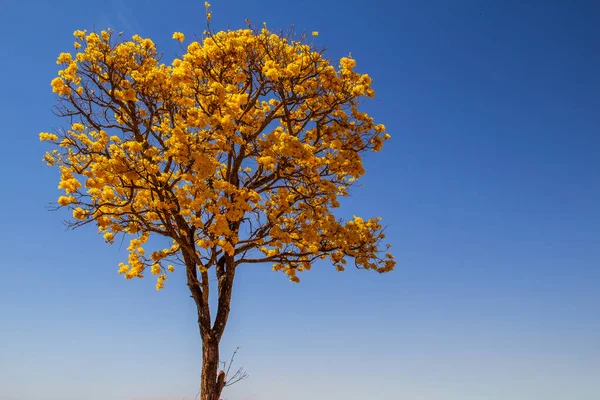 Žlutý Kvetoucí Ubrousek Kraji Silnice Státě Goias Žlutý Typický Brazilský — Stock fotografie