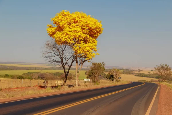 Gois eyaletinde yolun kenarındaki sarı çiçekli bir ipe. Sarı ip, tipik bir Brezilya Cerrado ağacı. Handroanthus albusu.