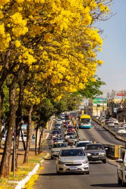 Goiania 'da Anhanguera Bulvarı' nda birkaç sarı çiçekli ipe ağacı var..