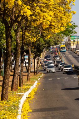 Goiania 'da Anhanguera Bulvarı' nda birkaç sarı çiçekli ipe ağacı var..