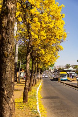 Goiania 'da Anhanguera Bulvarı' nda birkaç sarı çiçekli ipe ağacı var..