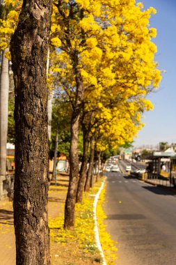 Goiania 'da Anhanguera Bulvarı' nda birkaç sarı çiçekli ipe ağacı var..