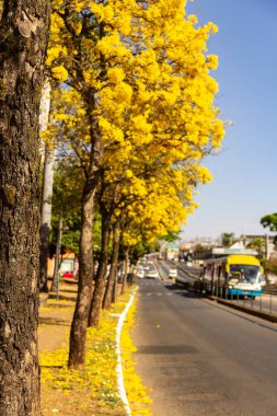 Goiania 'da Anhanguera Bulvarı' nda birkaç sarı çiçekli ipe ağacı var..