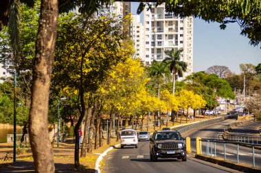 Goiania 'da Anhanguera Bulvarı' nda birkaç sarı çiçekli ipe ağacı var..