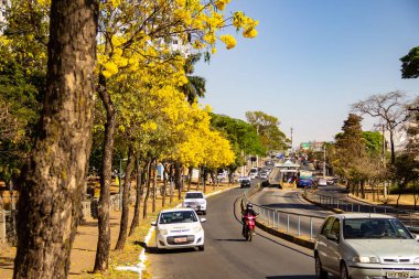 Goiania 'da Anhanguera Bulvarı' nda birkaç sarı çiçekli ipe ağacı var..