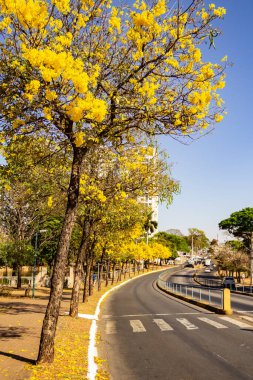 Goiania 'da Anhanguera Bulvarı' nda birkaç sarı çiçekli ipe ağacı var..