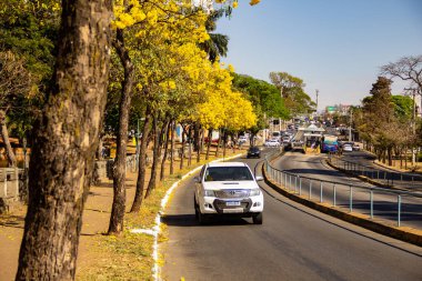 Goiania 'da Anhanguera Bulvarı' nda birkaç sarı çiçekli ipe ağacı var..