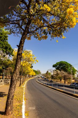 Goiania 'da Anhanguera Bulvarı' nda birkaç sarı çiçekli ipe ağacı var..